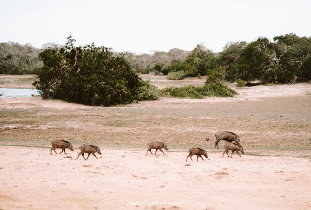 Yala National Park
